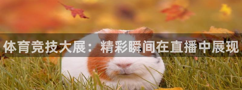 体育竞技大展：精彩瞬间在直播中展现