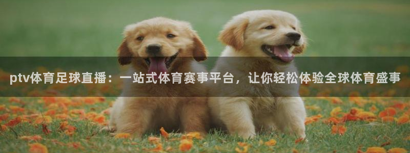ptv体育足球直播：一站式体育赛事平台，让你轻松体验全球体育盛事